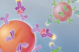 bd-biosciences-bead-based-immunoassays