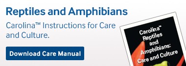 carolina-biological-supply-reptiles-amphibians