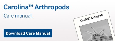carolina-biological-arthropods