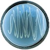 carolina-biological-prokaryotes