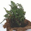 carolina-biological-plants