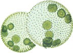 carolina-biological-protists
