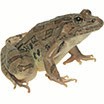 carolina-biological-animals