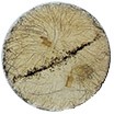 carolina-biological-fungi