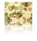fisher-chemical-histology