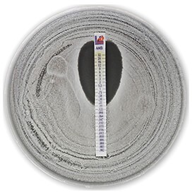 Plate with Liofilchem Antifungal Strip