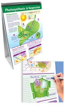 newpath-flip-charts