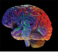 brain brain