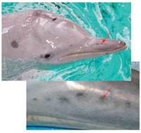 dolphins-vibrissal-crypts dolphins-vibrissal-crypts