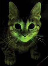 glowing-cat glowing-cat