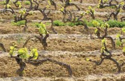 vines vines