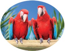 parrots parrots