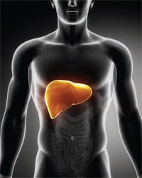 liver liver
