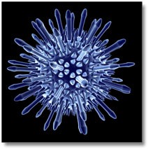adenovirus adenovirus