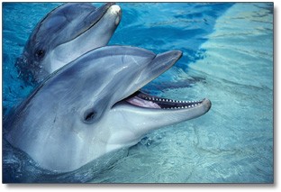 dolphins dolphins