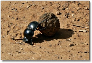 dungbeetle dungbeetle