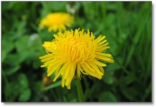dandelions dandelions