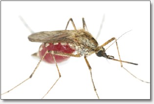 mosquitos mosquitos