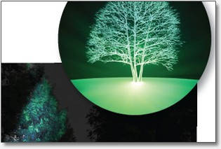 illuminated-tree illuminated-tree