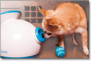 pets-and-technology pets-and-technology