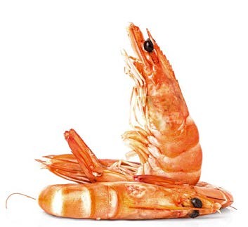 shrimp shrimp