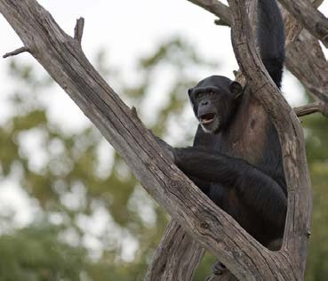 chimp-in-tree chimp-in-tree
