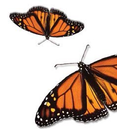 monarch monarch