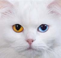 cat cat