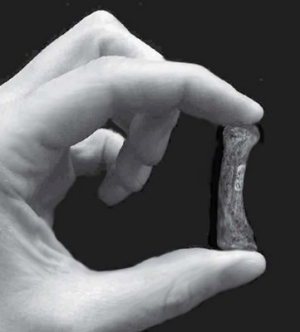 neanderthal-tool neanderthal-tool