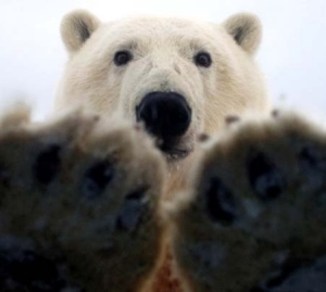 polar-bear-paws polar-bear-paws