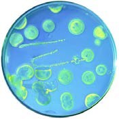 human-pathogen human-pathogen