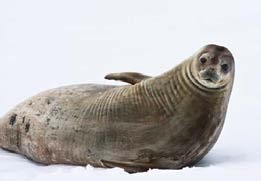 gray-seal gray-seal