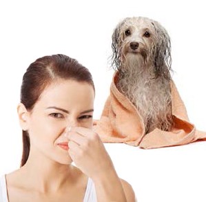 wet-dog-smell wet-dog-smell