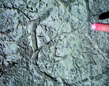 burrowing-fossil burrowing-fossil