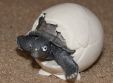baby-tortoise baby-tortoise