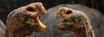 tortoises tortoises