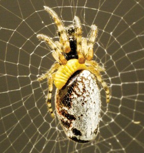 spider-and-wasp-larva spider-and-wasp-larva
