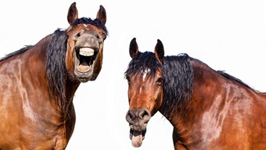 horse-2 horse-2
