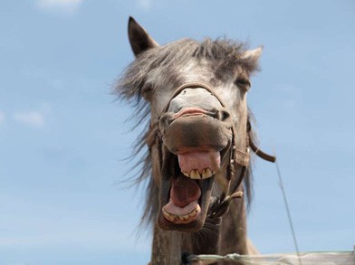 horse horse