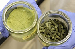 algae-feed algae-feed