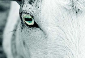 goat eyes goat eyes