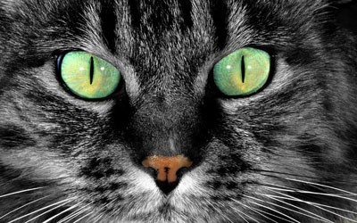 cat-eyes cat-eyes