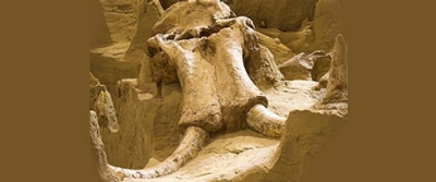 secondary-article-de-extinction secondary-article-de-extinction