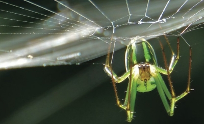 spider spider