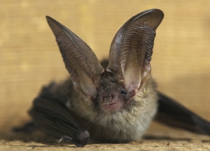 bats bats