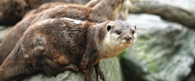 sea-otter sea-otter