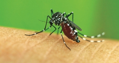 zika zika