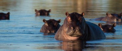 hippo-sunscreen-article-2 Hippos Produce Their Own Sunscreen