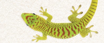 Humans and Lizards in the Land of Dreams Humans and Lizards in the Land of Dreams
