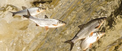 acient-dams-article-2 acient-dams-article-2
